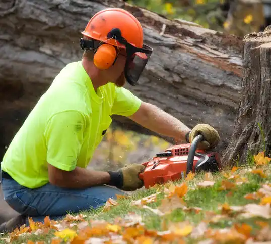 tree services Mansfield Center